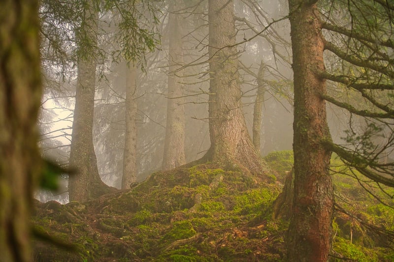 Enchanted Forest Wedding Venue